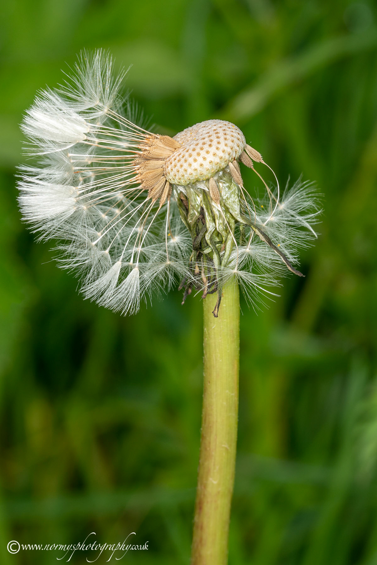 Dandelion husk