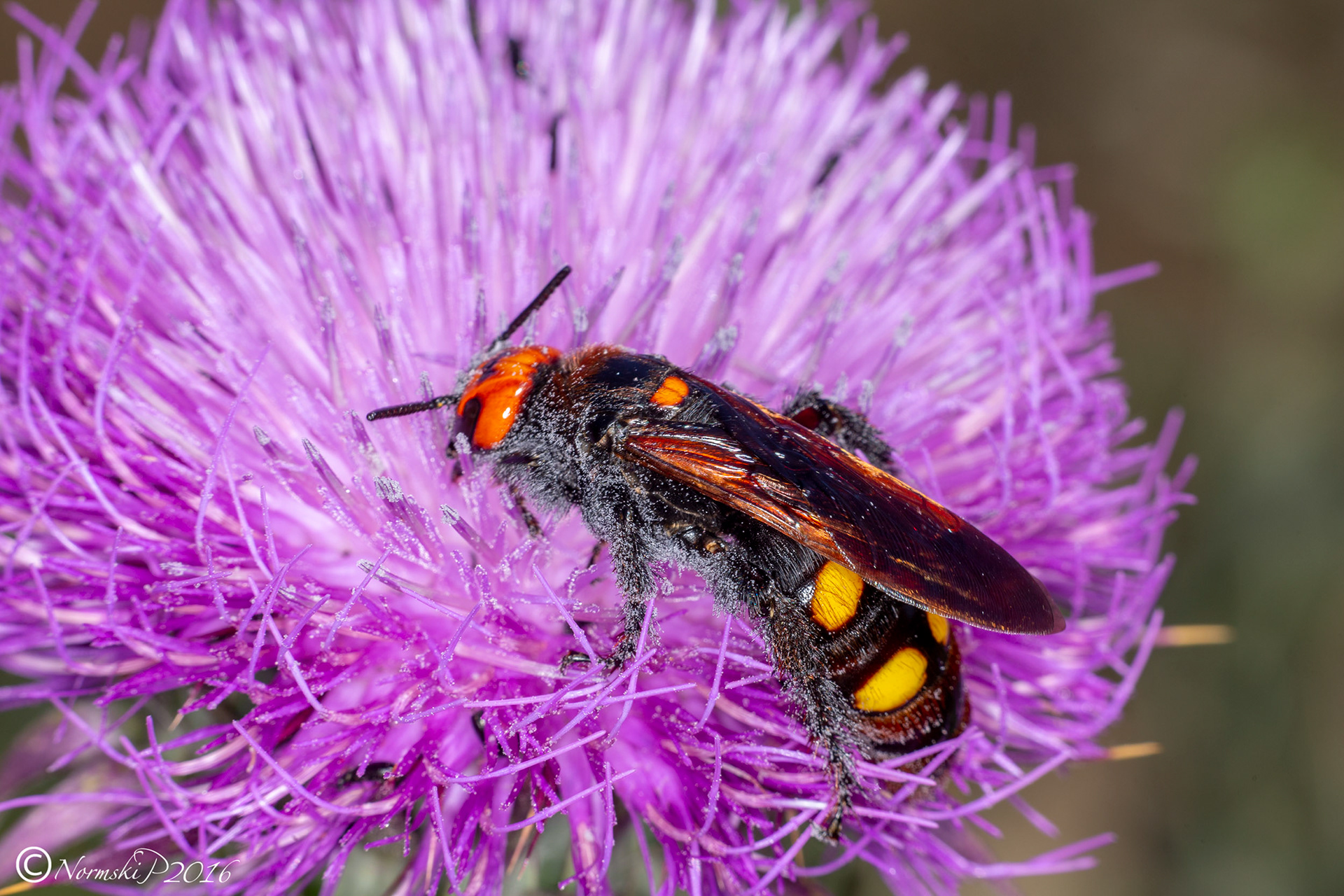 Megascolia maculata