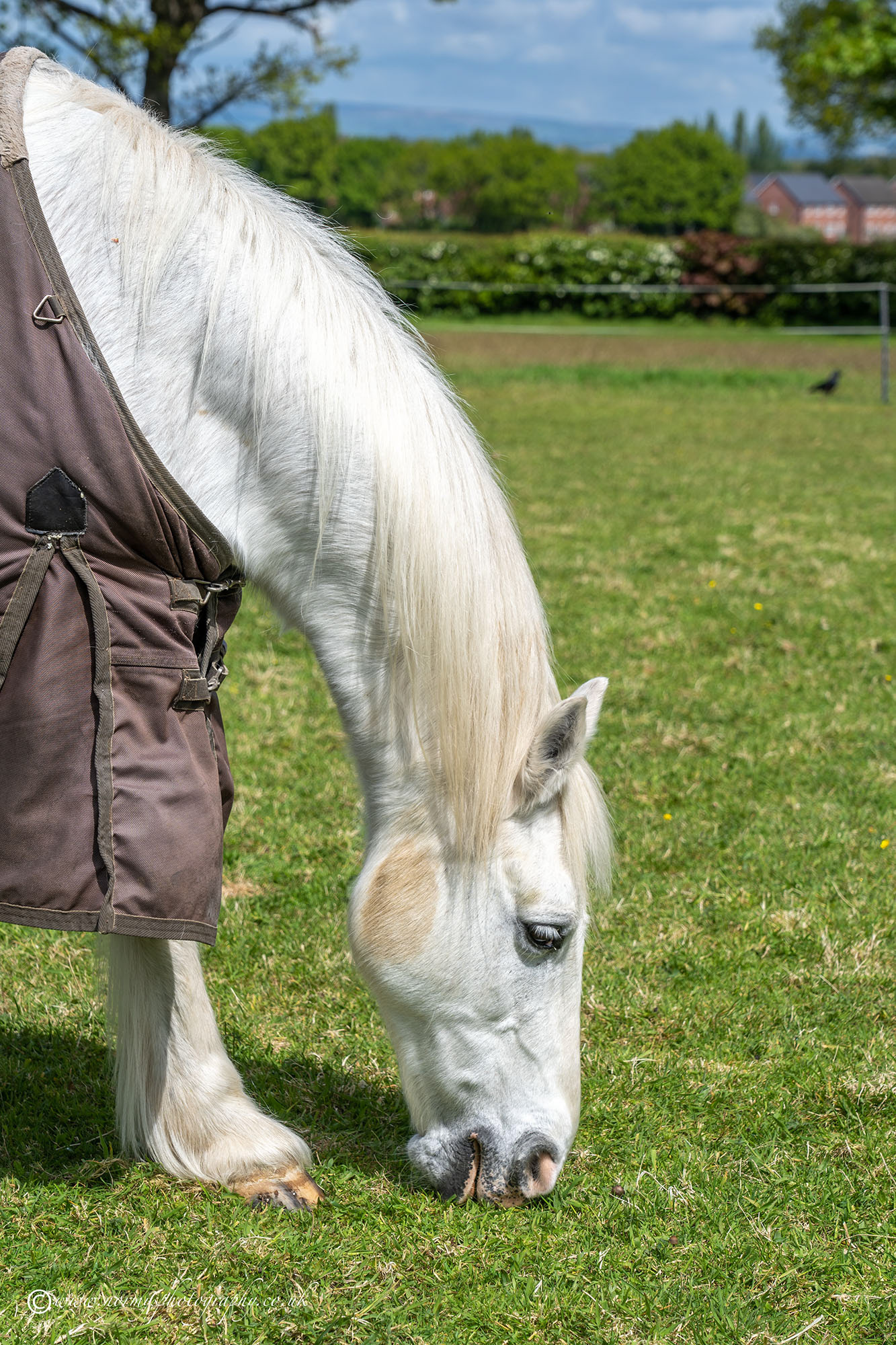 Horse (Macie)