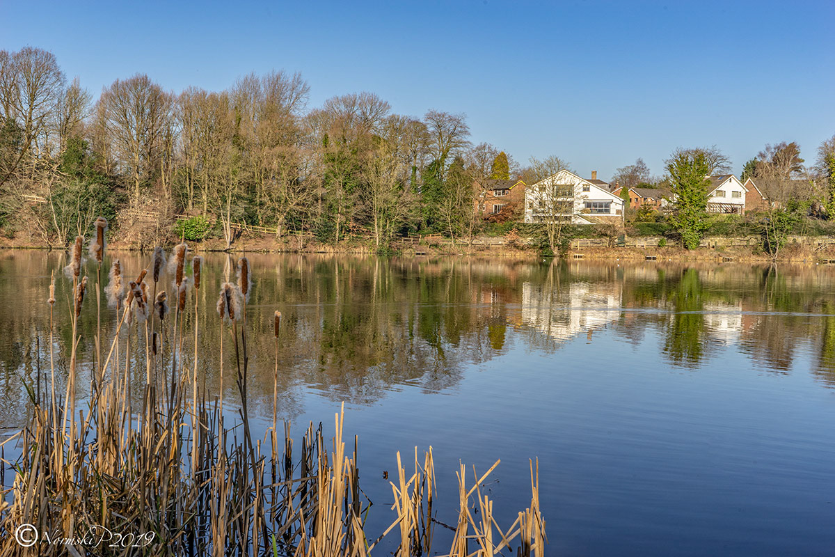Bullrushes