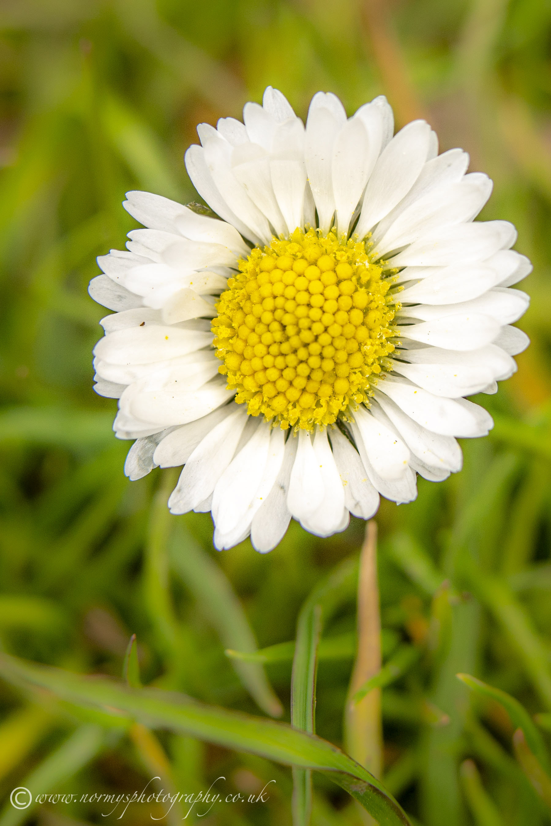 Daisy