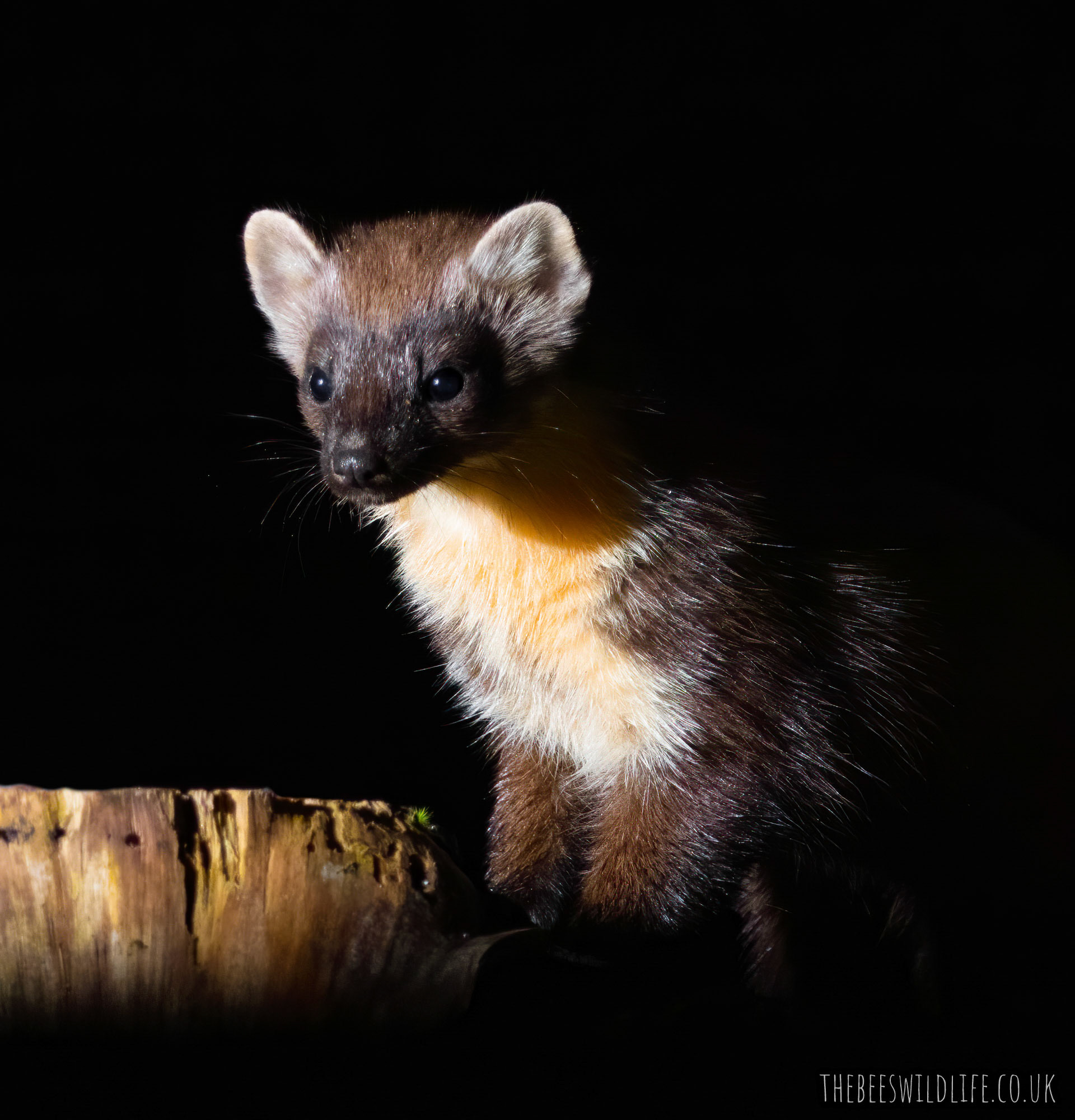 Pine Martin