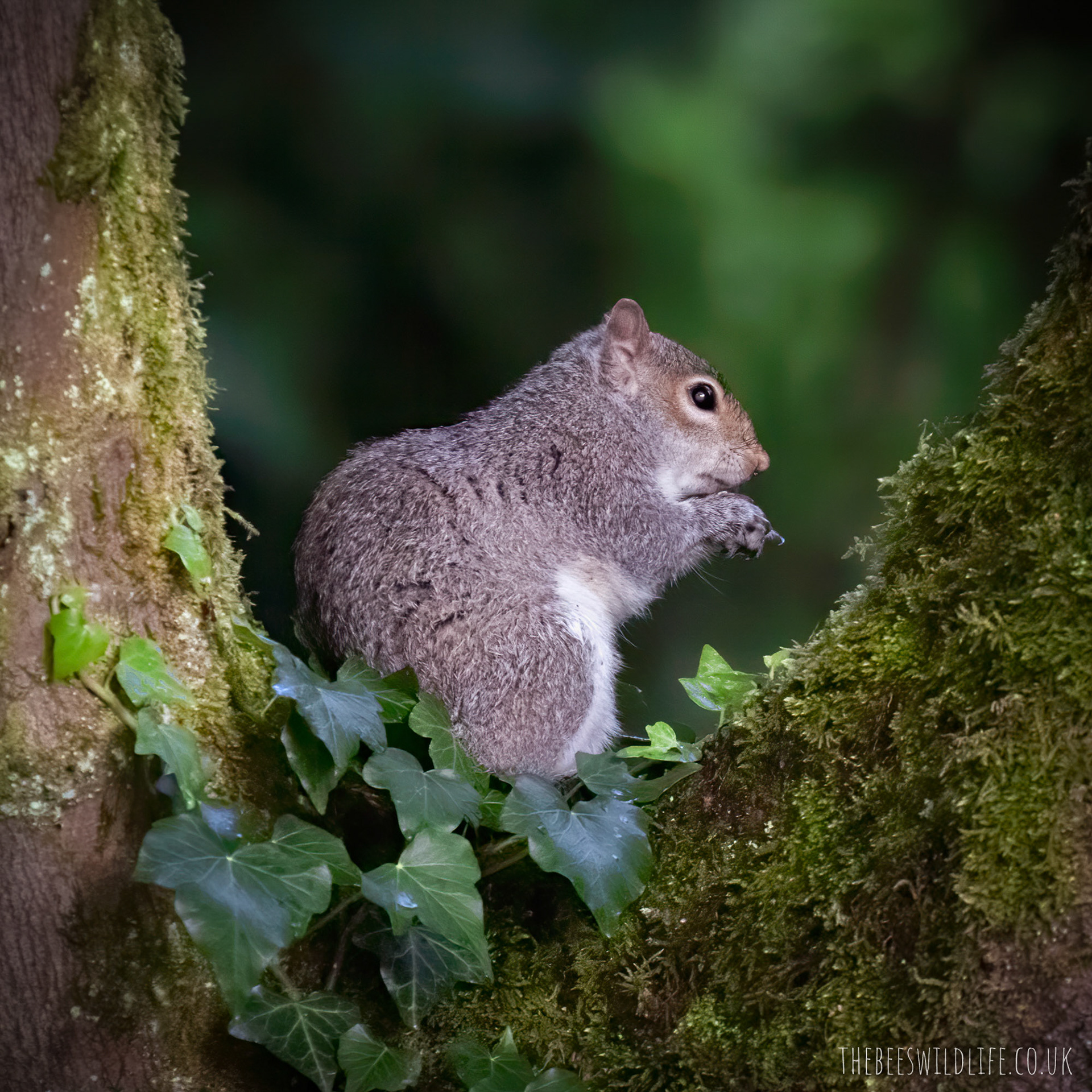 Grey Squirrel