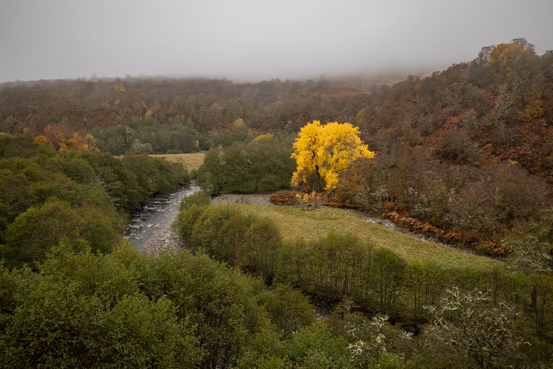 Aspen on the River Calder