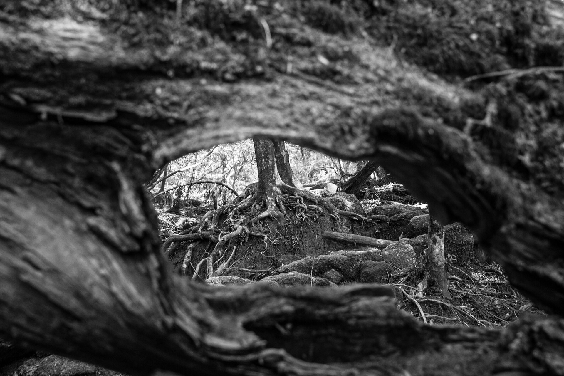 Yakushima, Shiratani forest