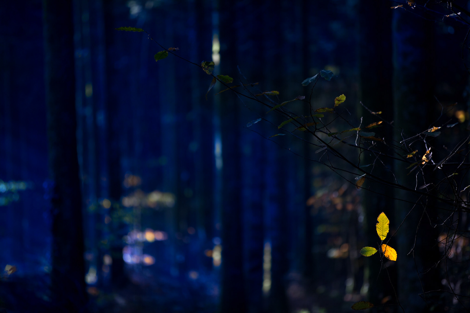 Brocéliande forest