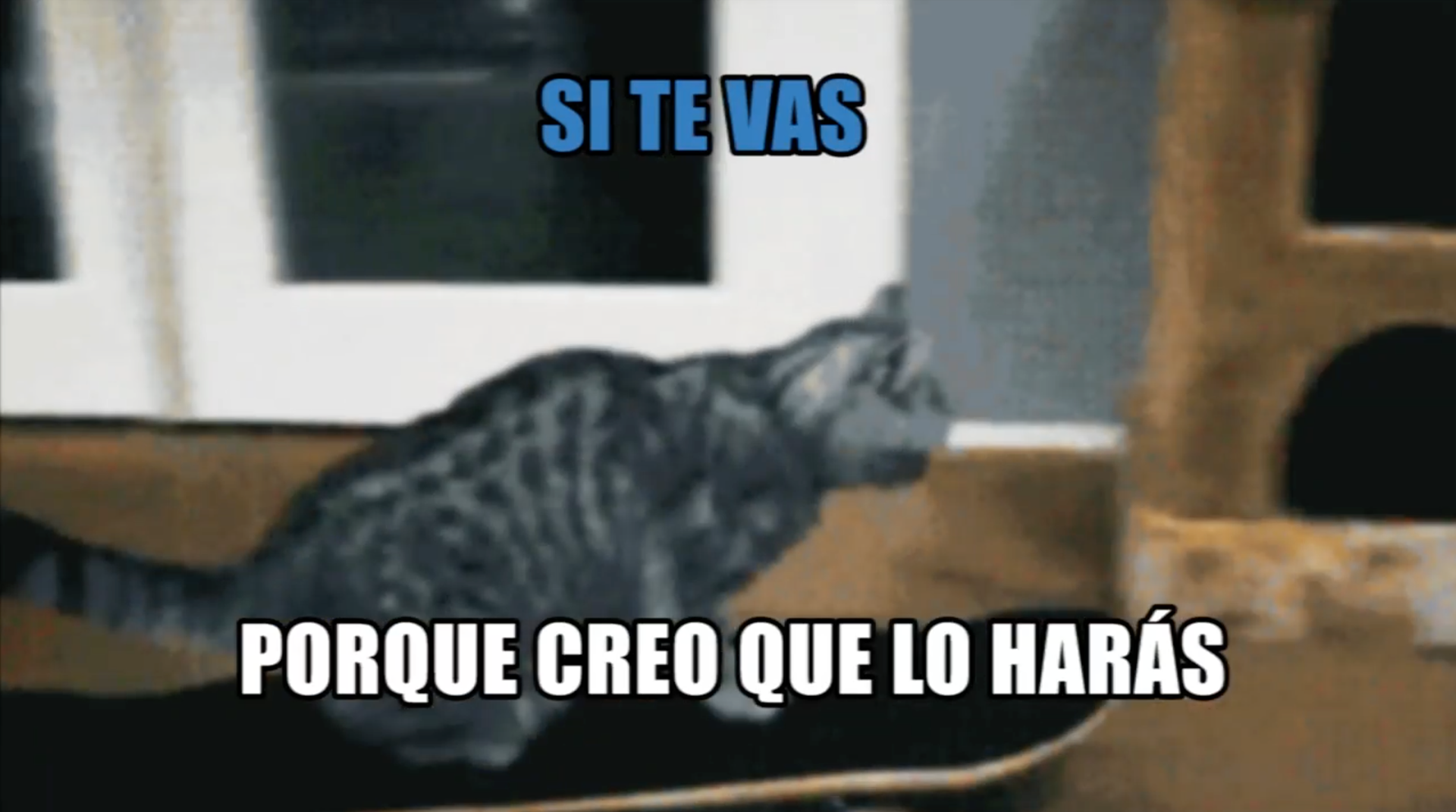 Ber Arce Cat Meme Karaoke