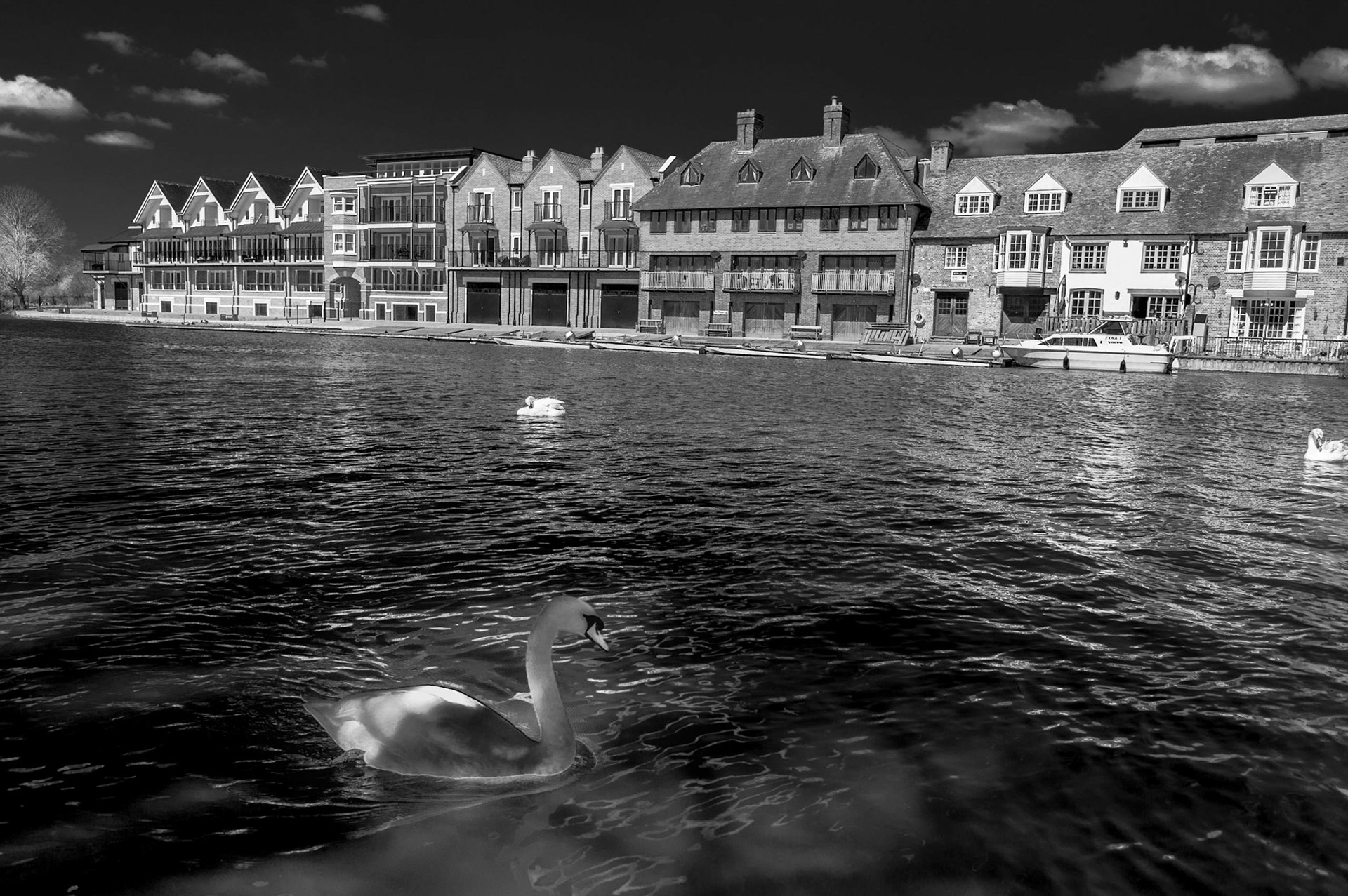 Swan and Duck, Windsor, UK