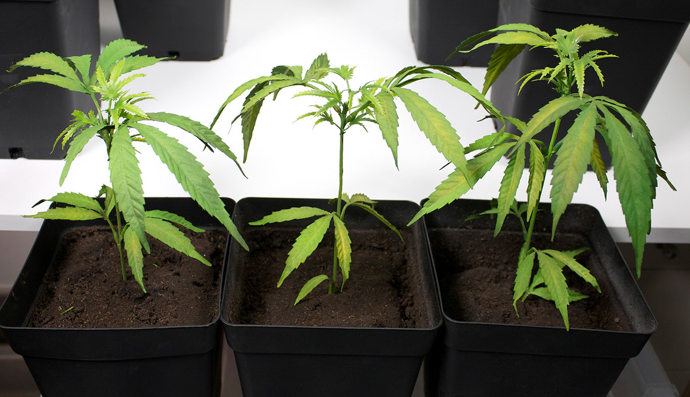SAPLINGS
