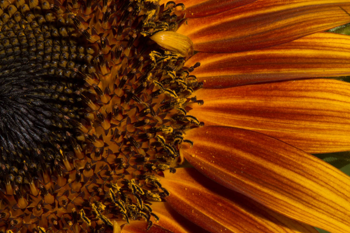 Sunflower 19