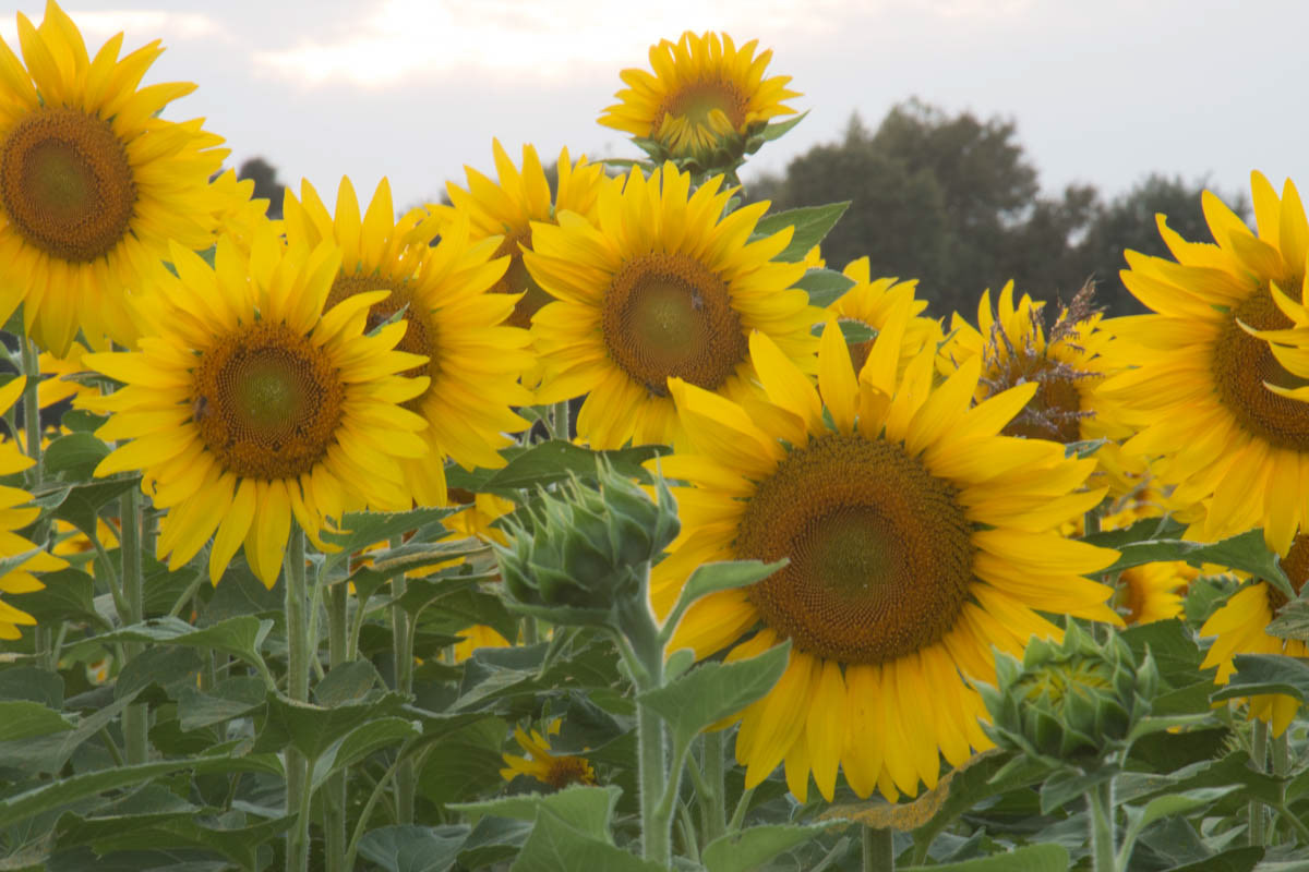 Sunflower 4