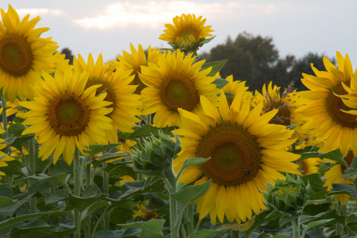 Sunflower 3