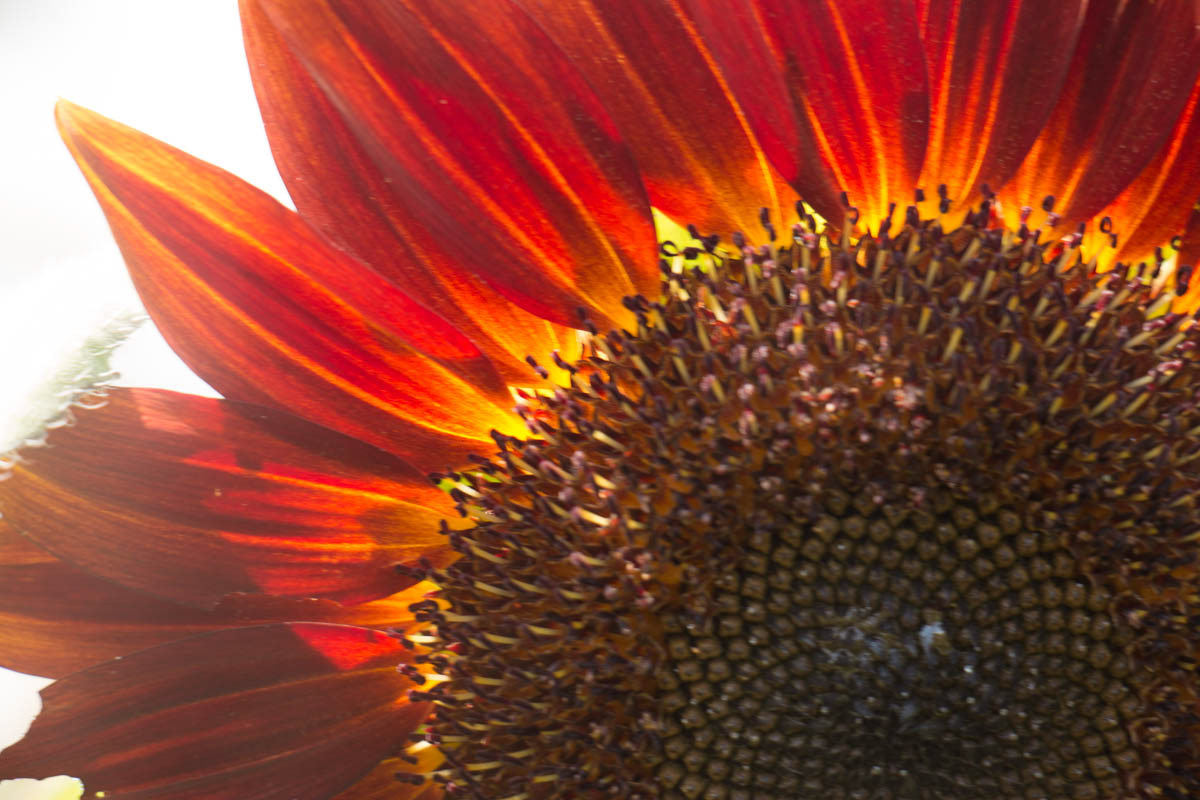 Sunflower 10