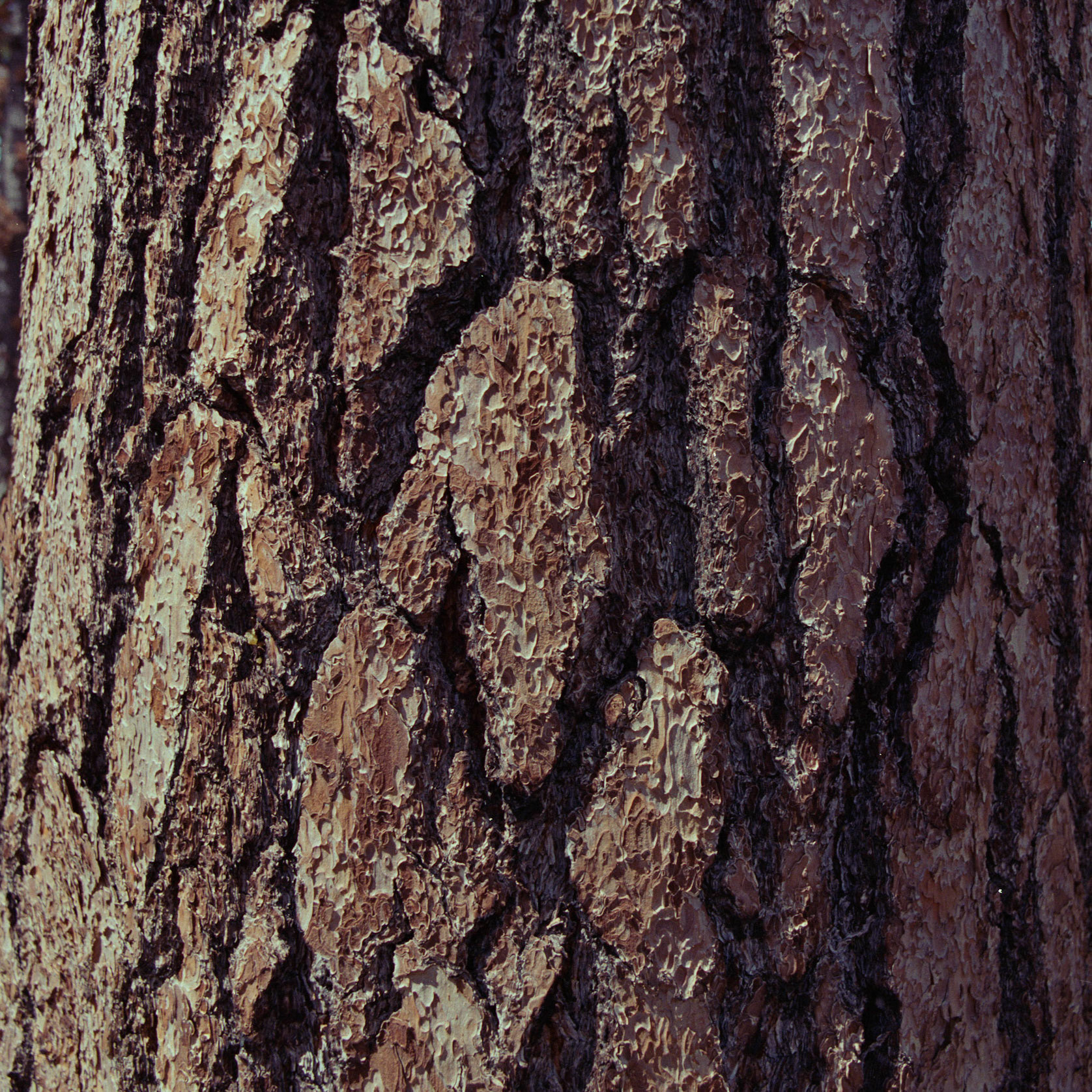 Ponderosa