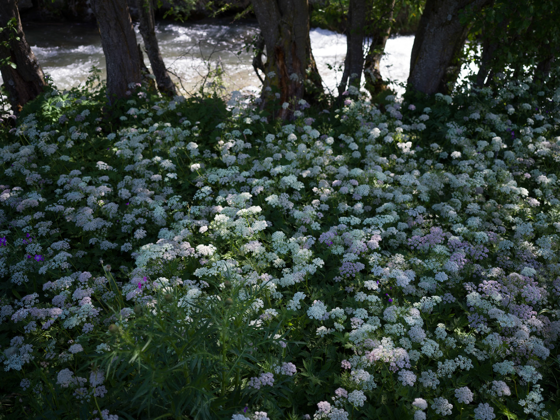Flowerbed at al Rom