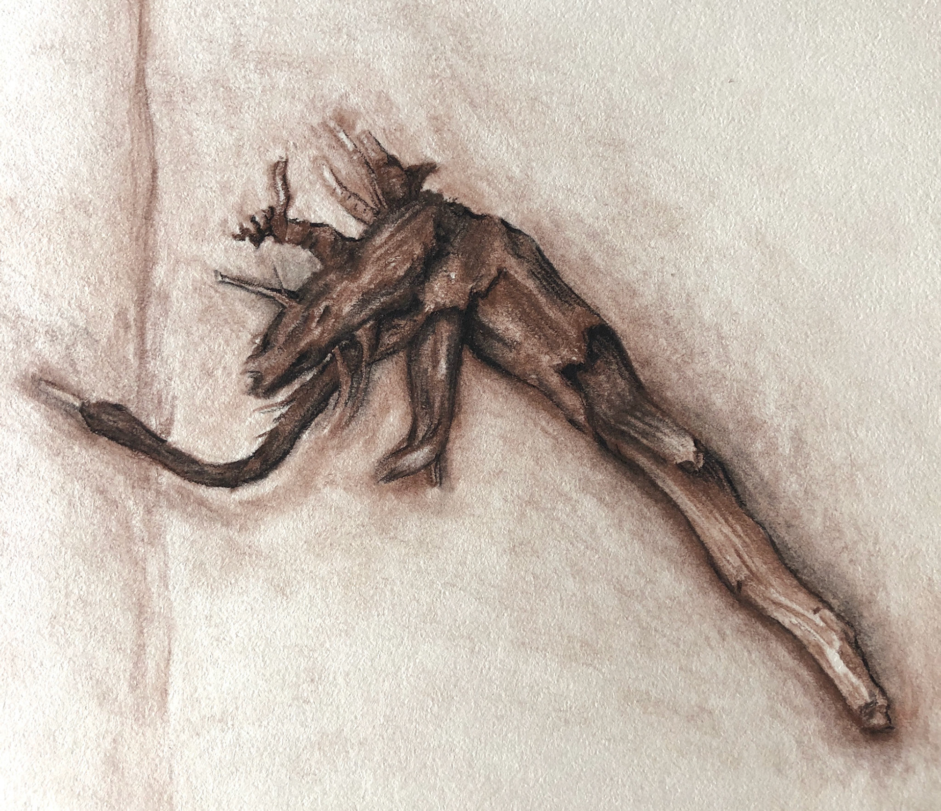 Root (Charcoal and Pastels)