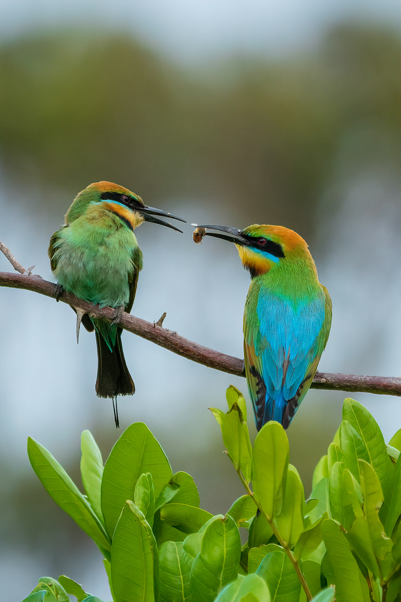 Rainbow Bee-eaters - Yamba