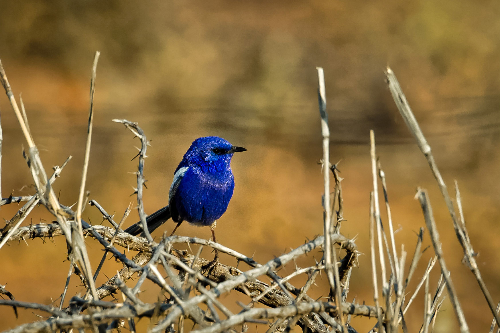 White-winged Fairy-wren - Bowra Sanctuary