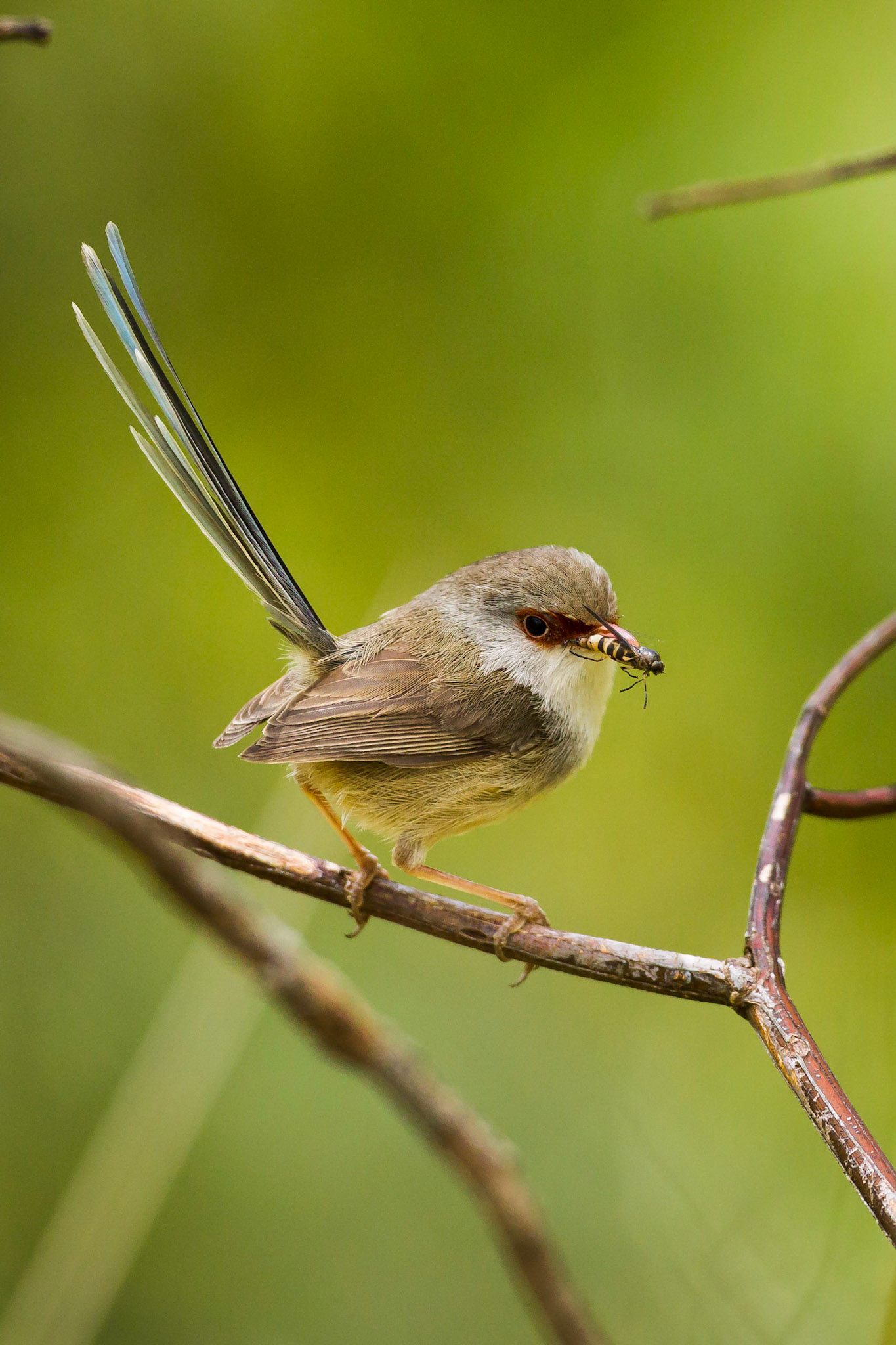 Variegated Fairy-wren with Wasp - Spicers Gap