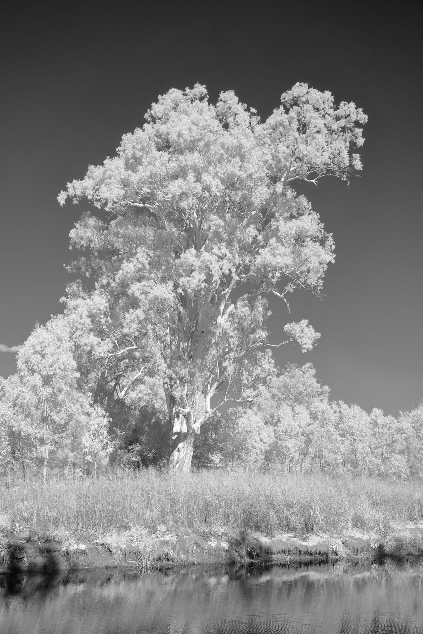 Infrared Image - Ancient Gum beside Bird Road Boonah