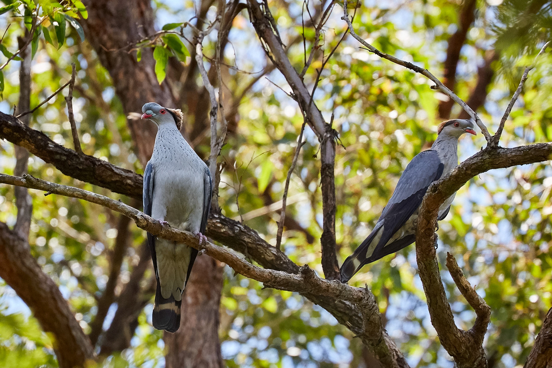 Topknot Pigeons - Brookfield