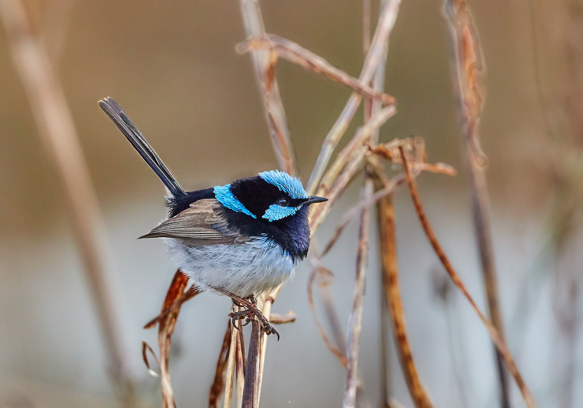 Superb Fairy-wren - Old Beaudesert (Bird) Road Boonah