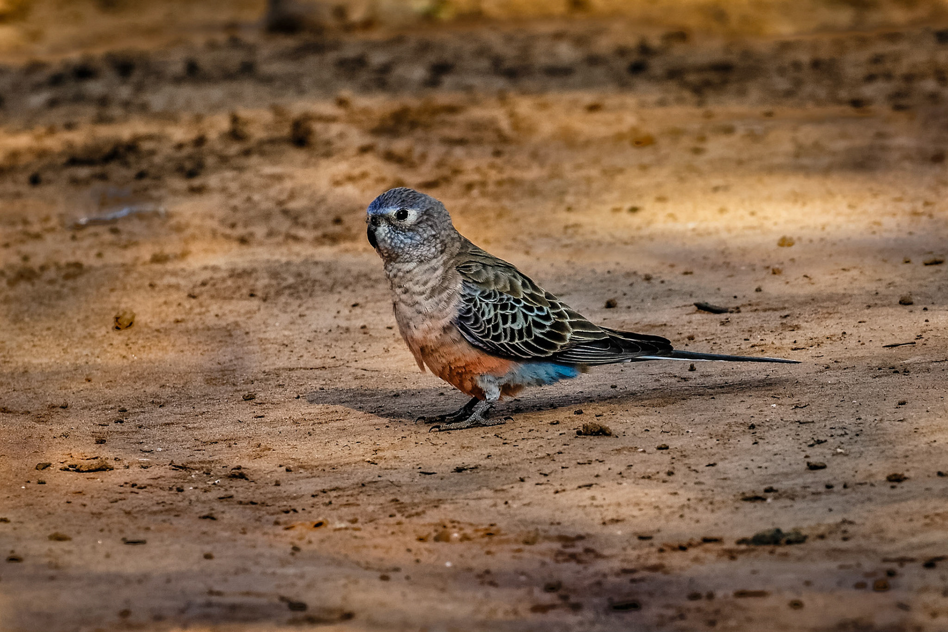 Bourke's Parrot - Bowra Sanctuary