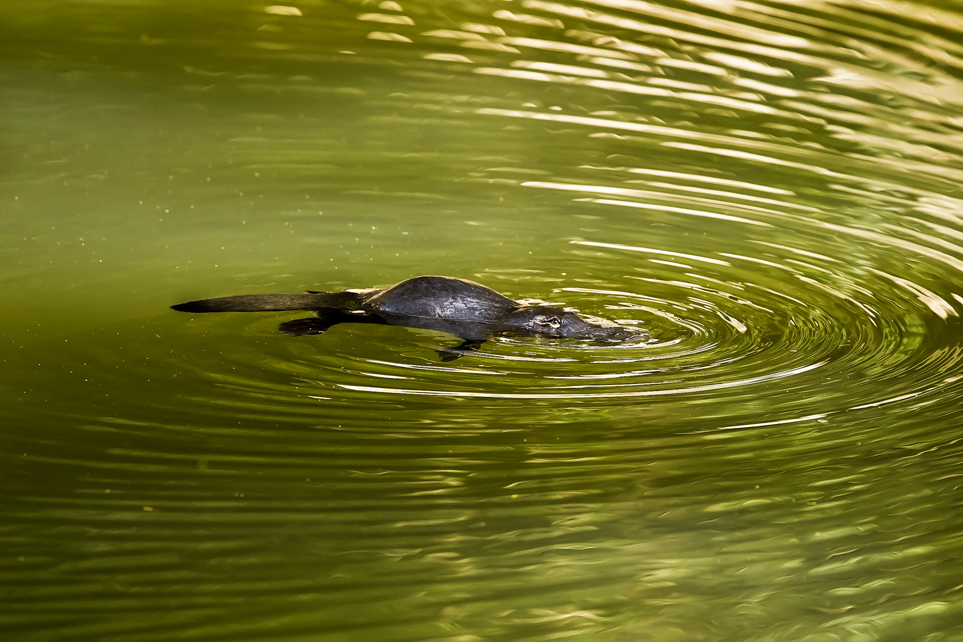 Platypus - Peach Trees SF