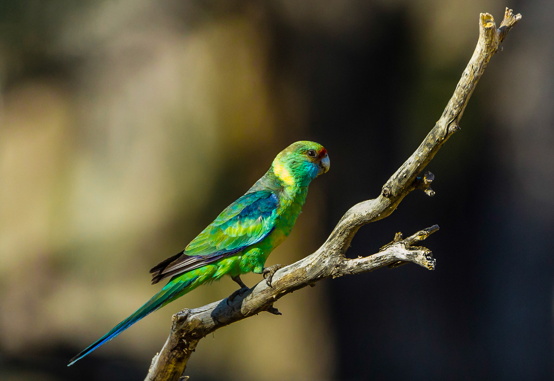 Eastern Ringneck Parrot -  Bowra Sanctuary