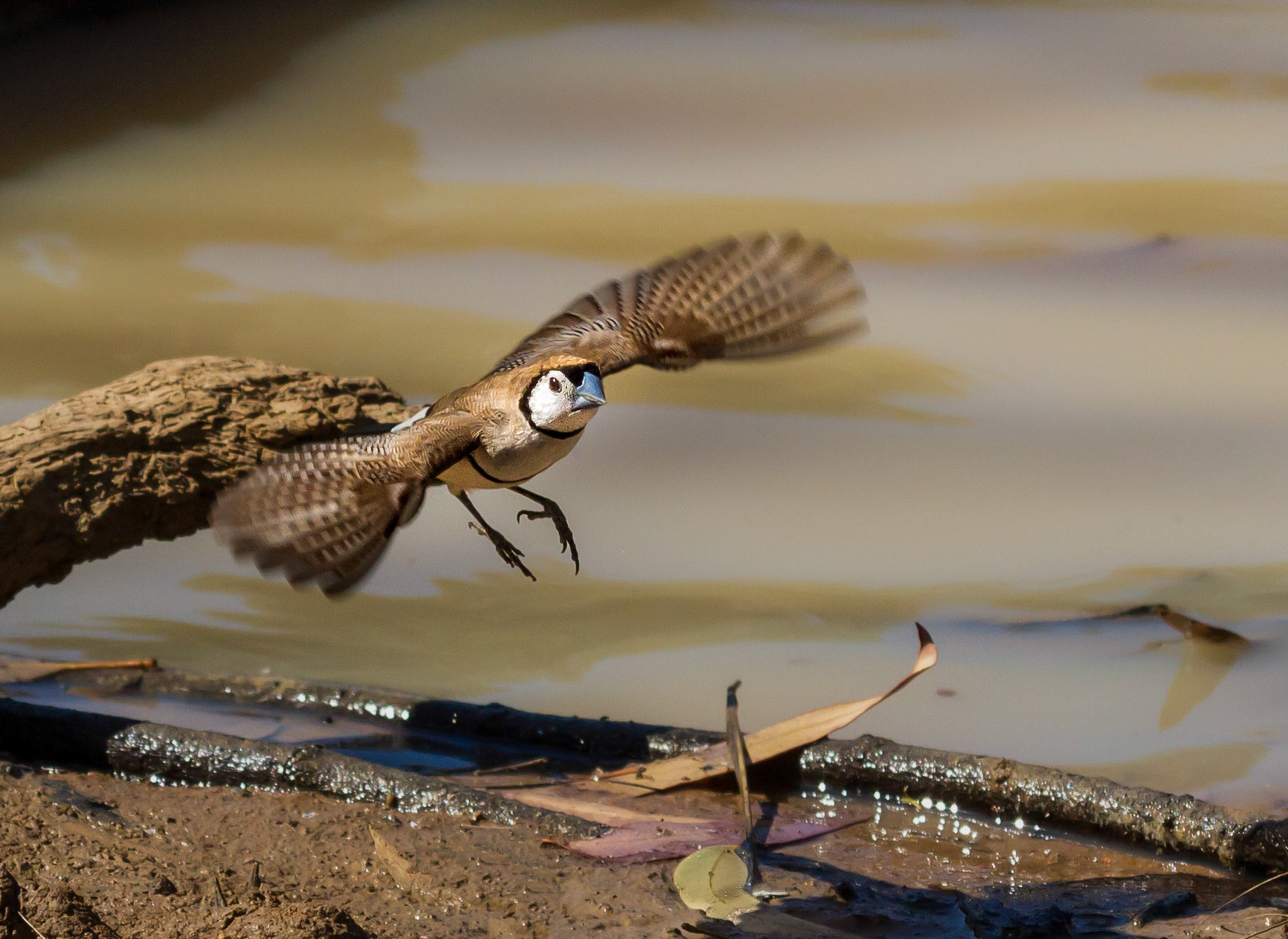 Double-barred Finch - Bowra Sanctuary