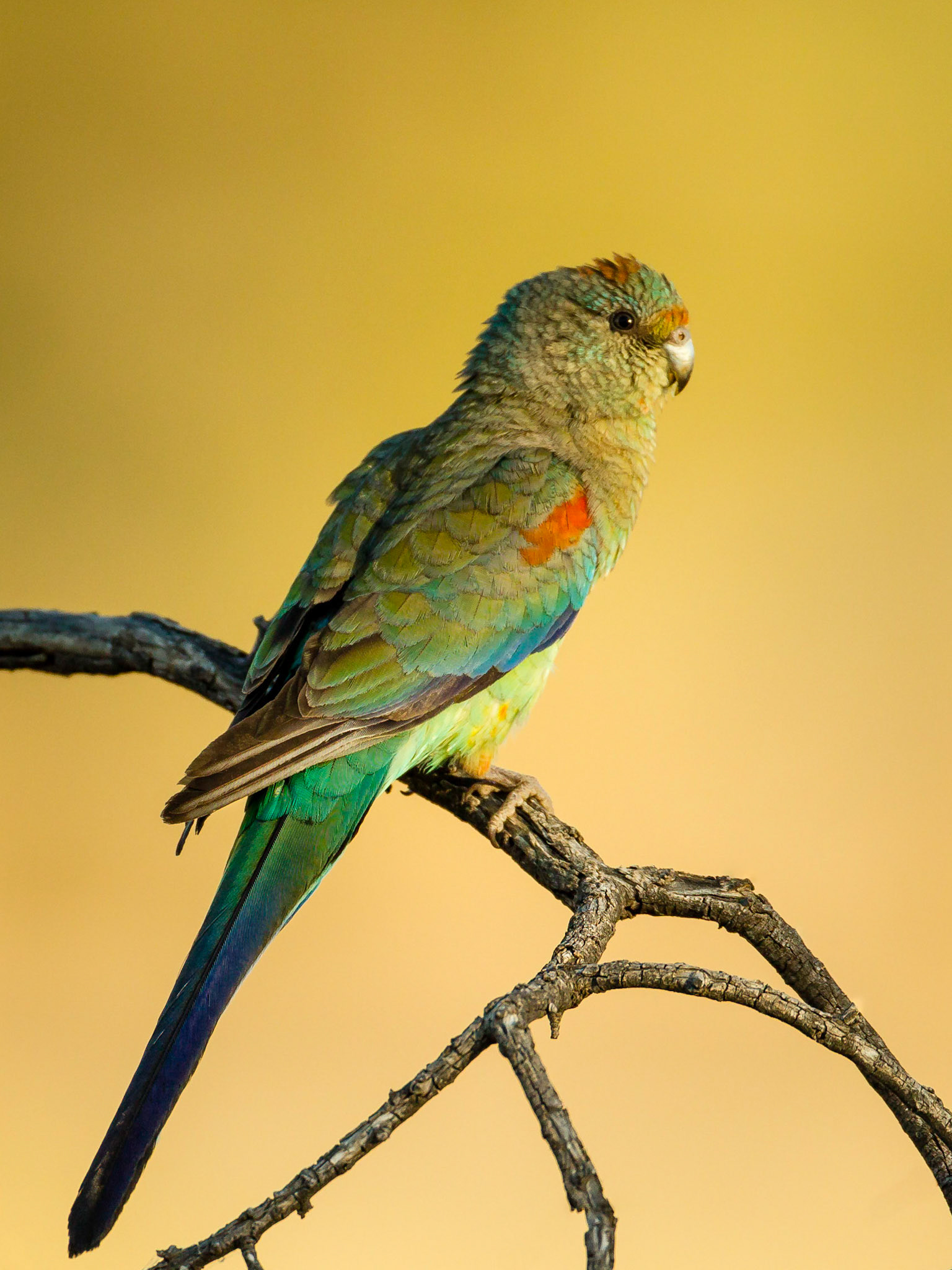 Mulga Parrot -  Bowra Sanctuary