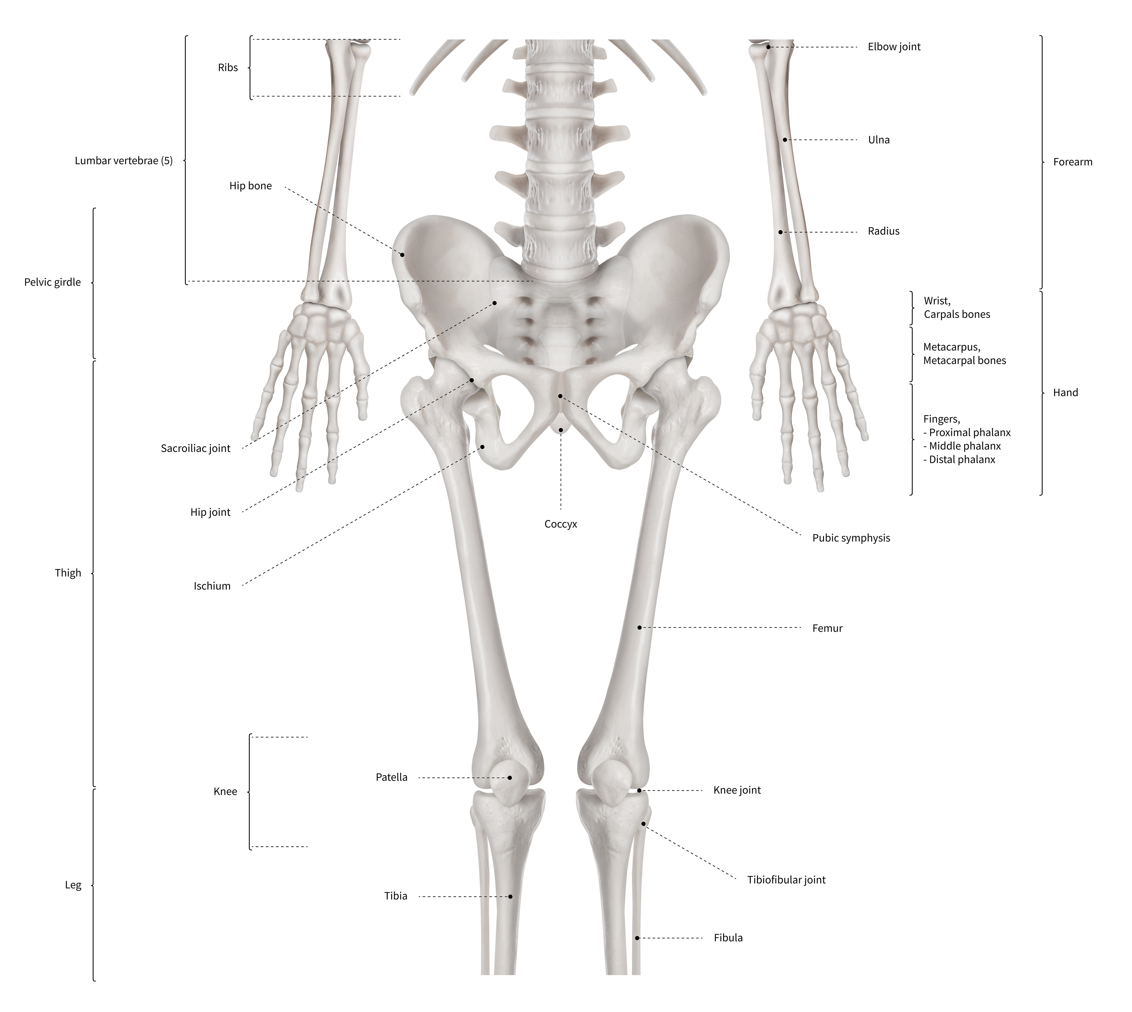 Строение человека скелет 3d