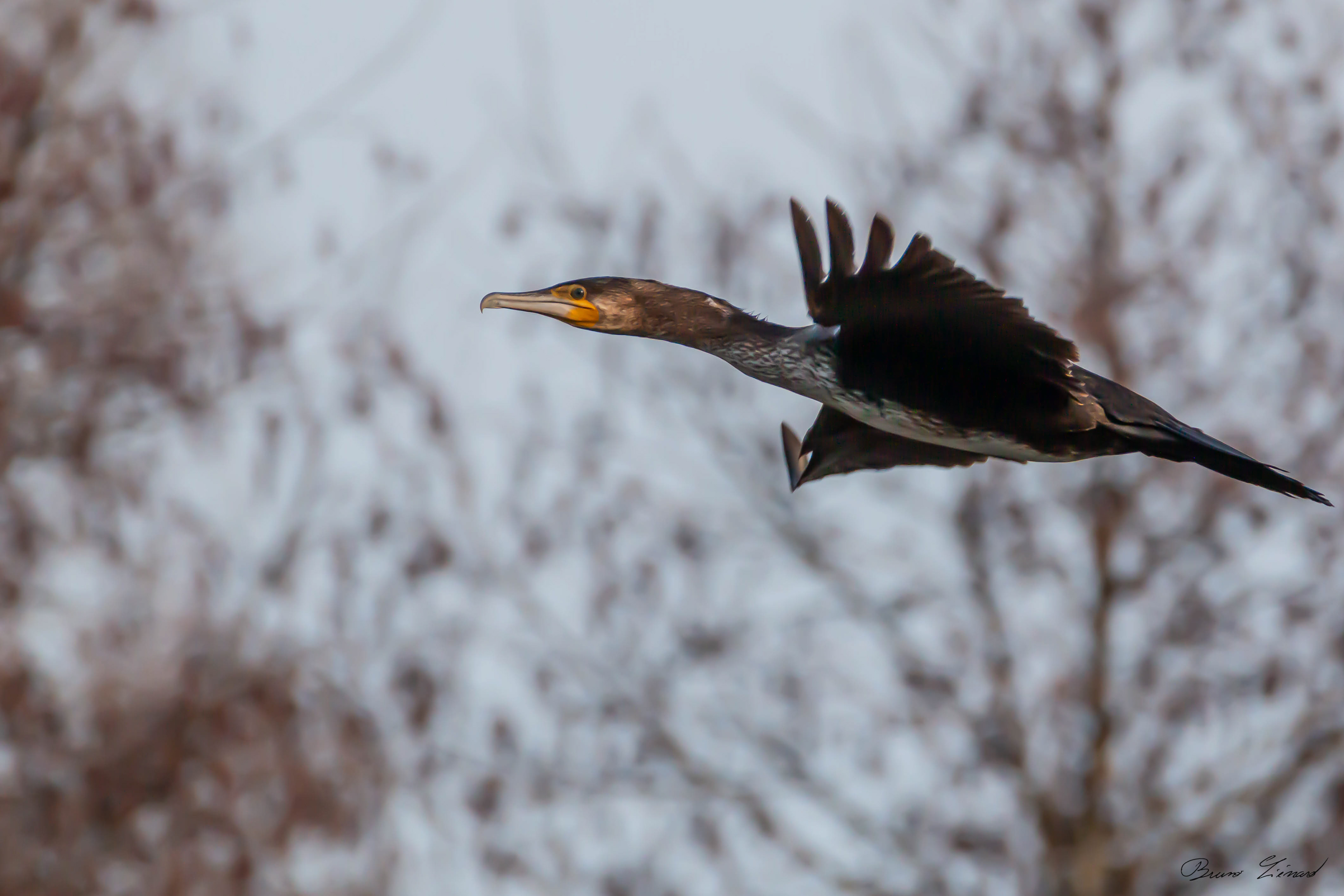 Grand Cormoran