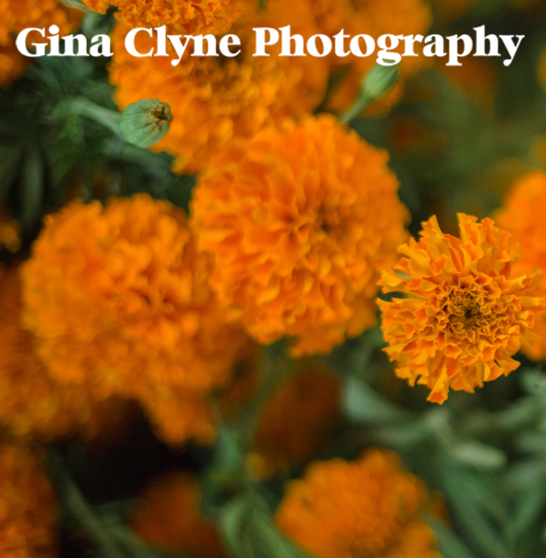 Gina Clyne Photography