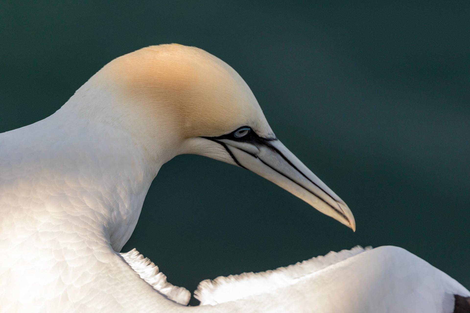 "Graceful Gannet"