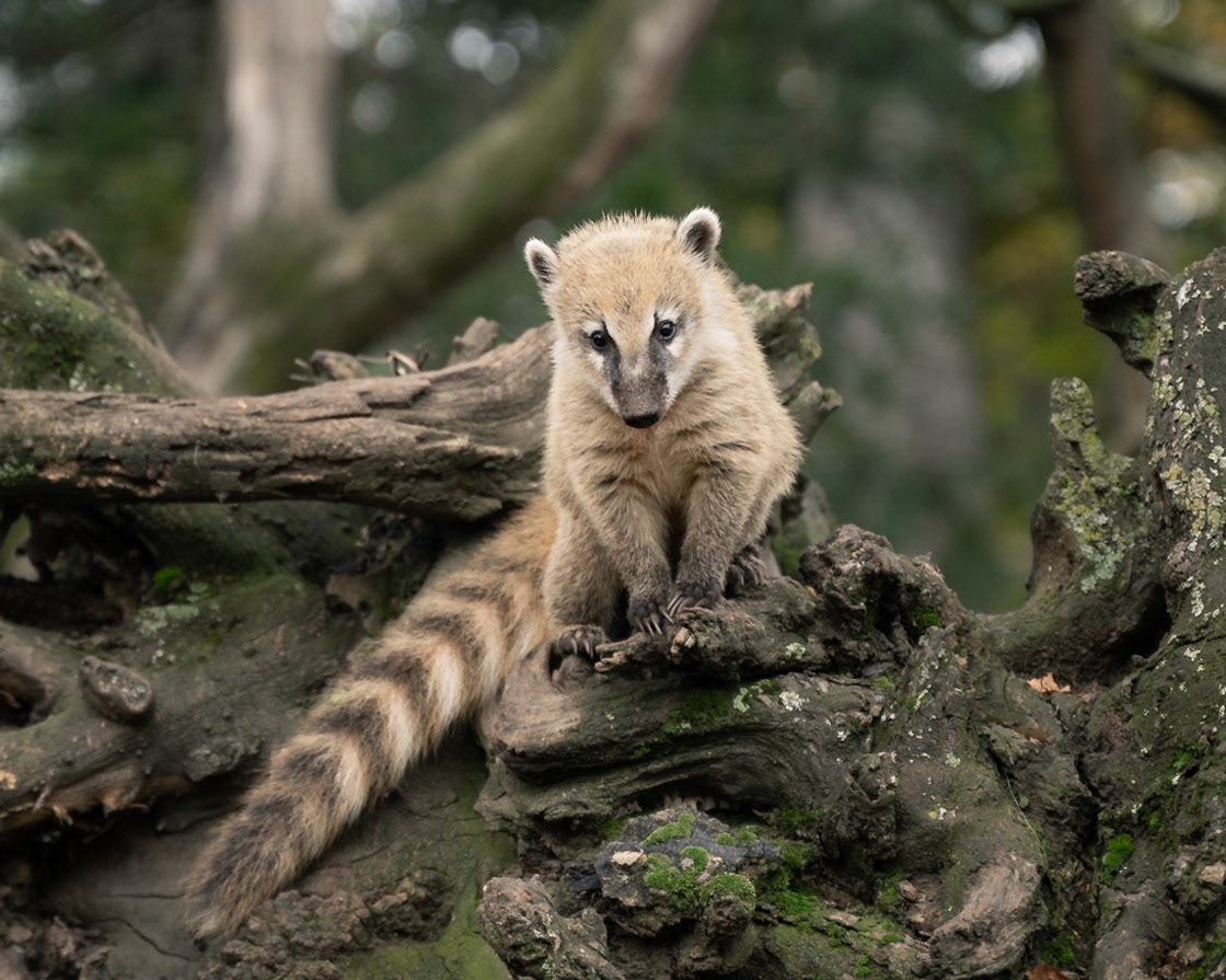 Be aware of this wild animal!