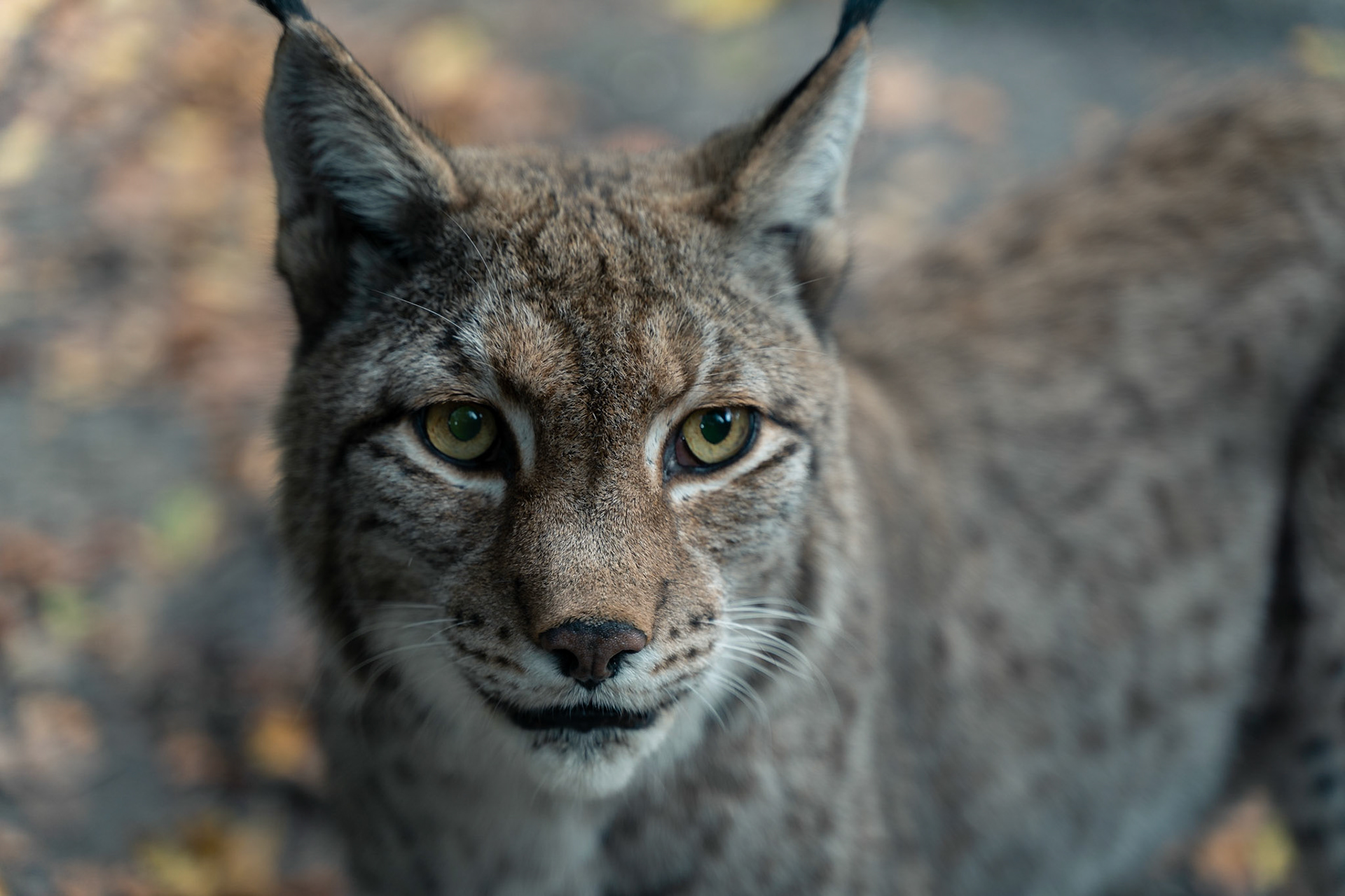 Lynx at Duisburg Zoo