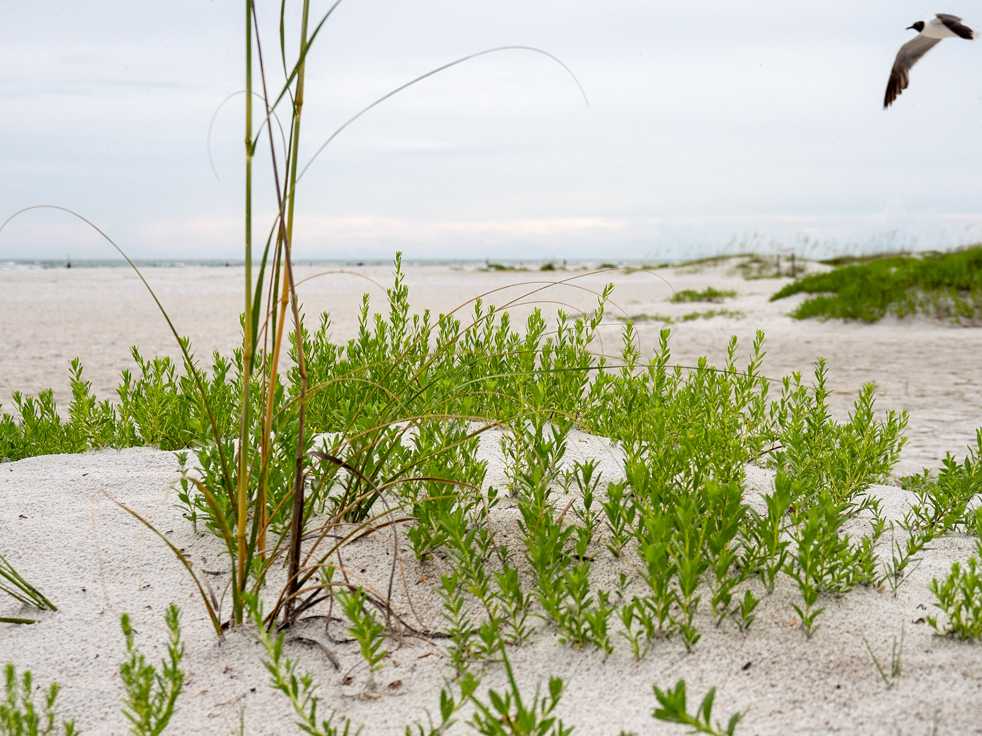 Sarasota, Florida, USA