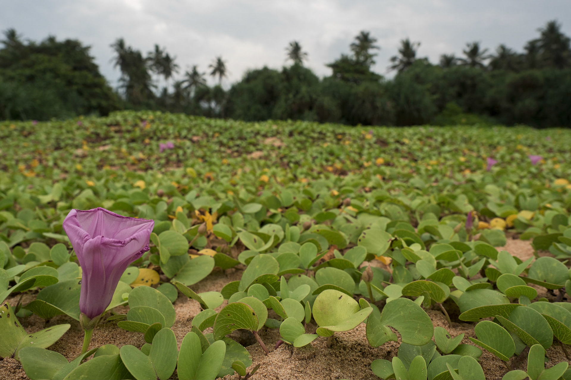 Bentota, Sri Lanka