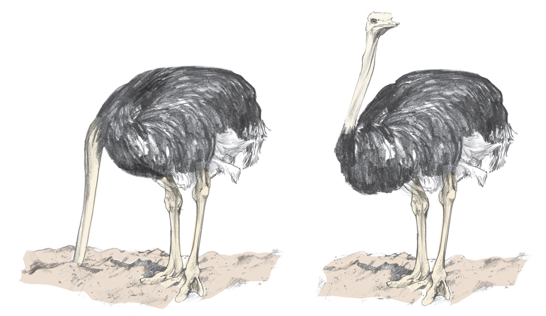 Grant Thornton art library - Ostrich illustration