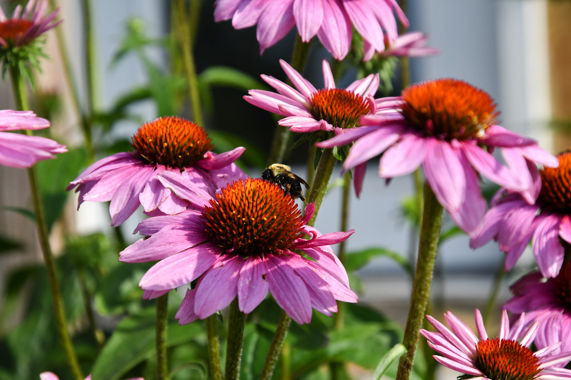 Cone flower and bee