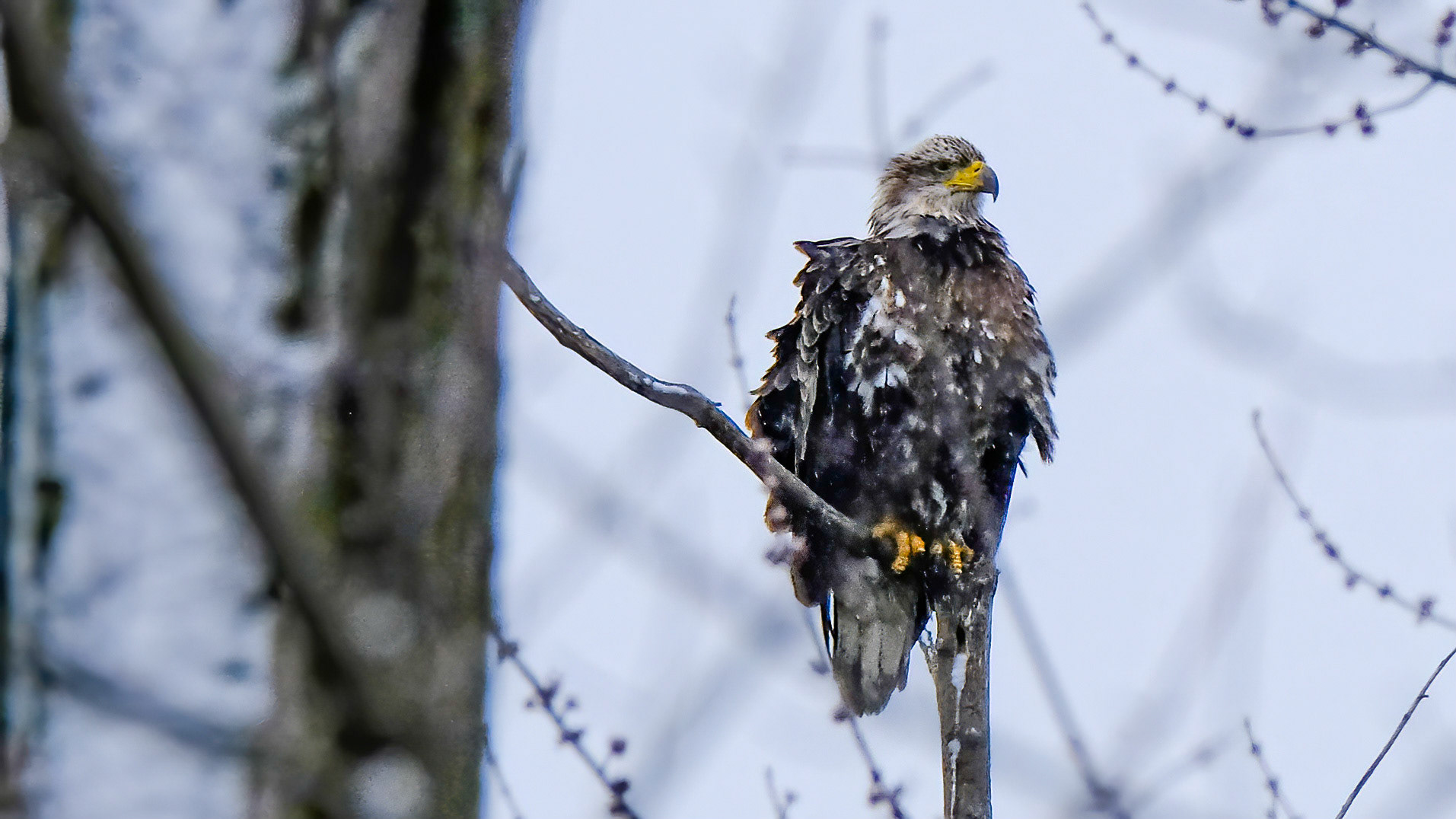 Bald Eagle (Haliaeetus leucocephalus)
