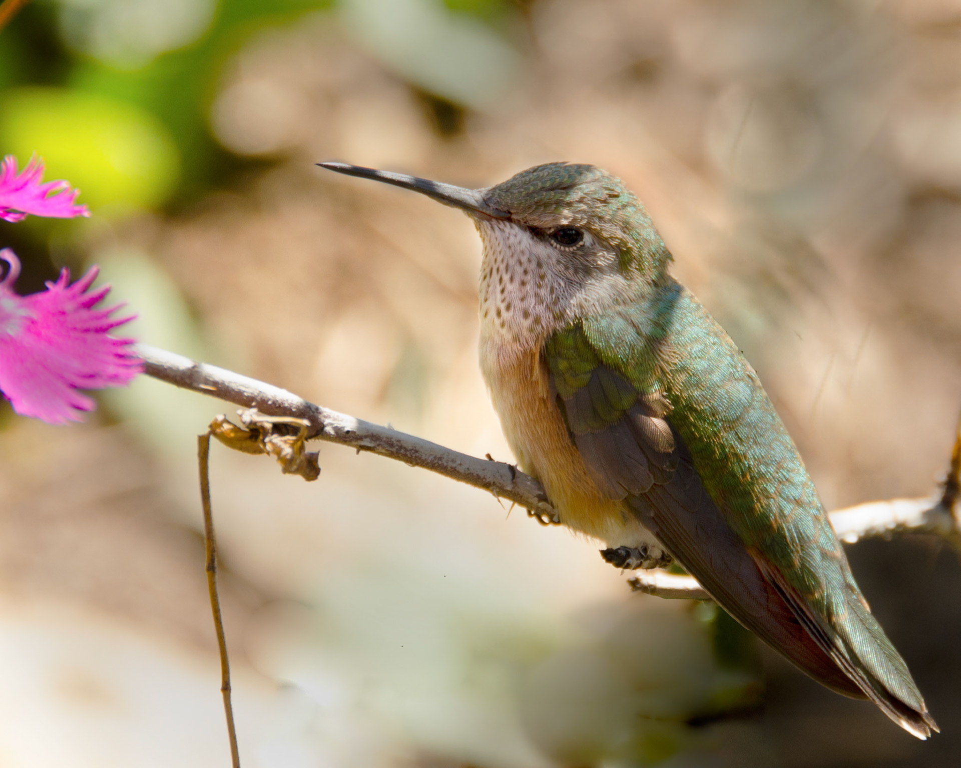 Heidi the baby hummingbird