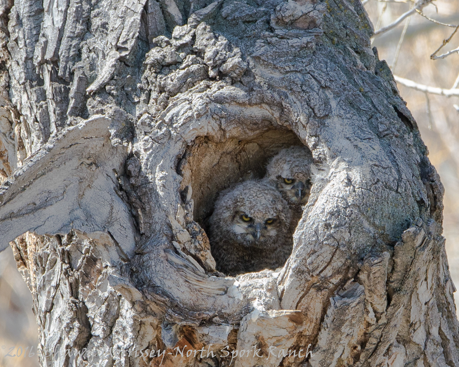 GH Owlets