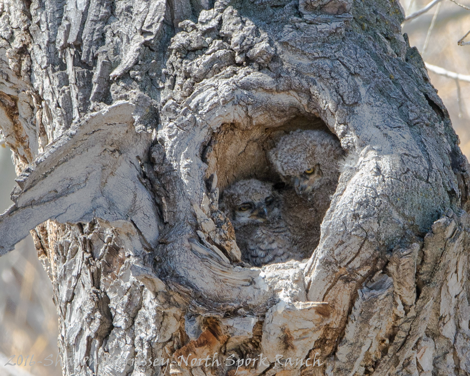 GH Owlets