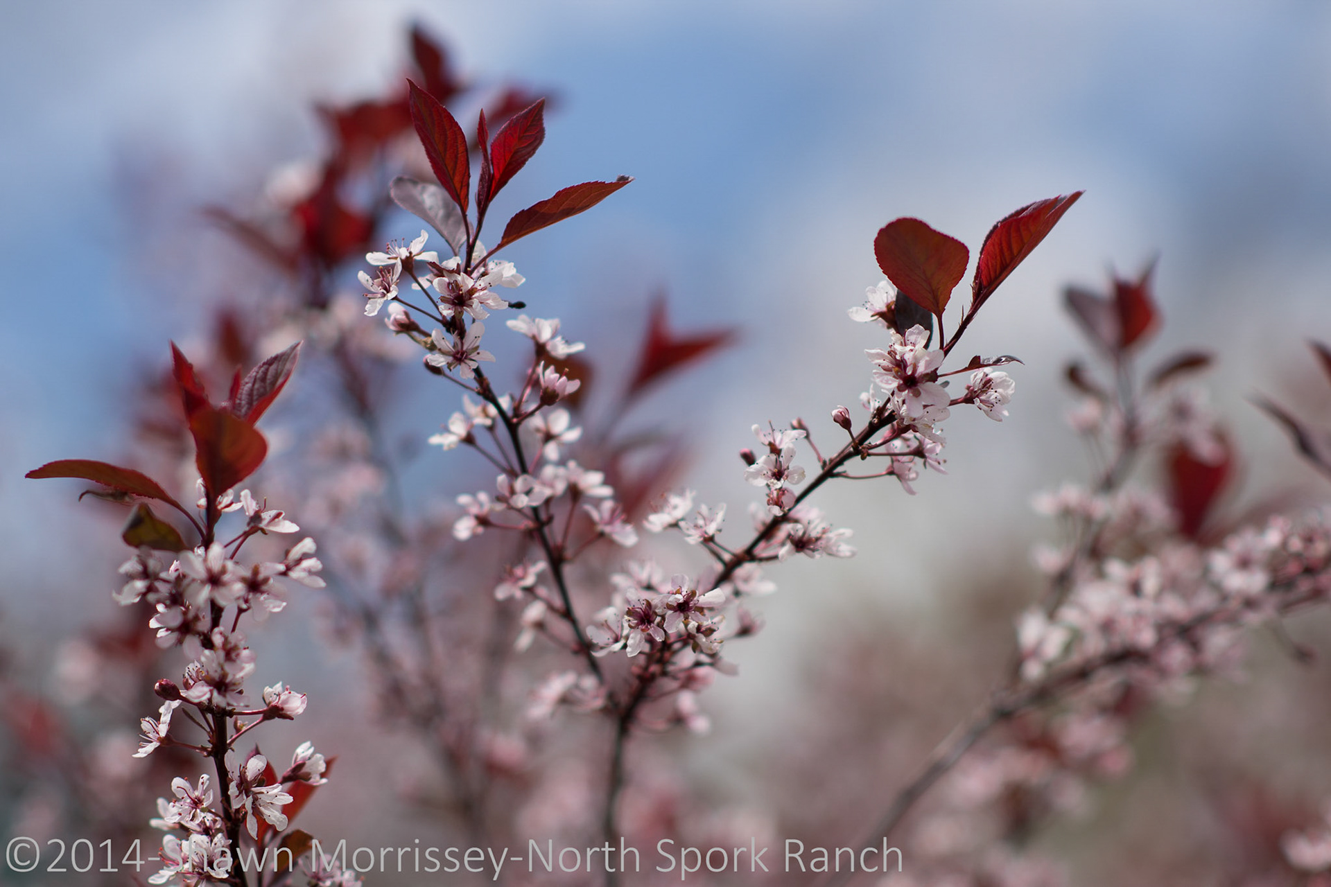 Blooming Shrub