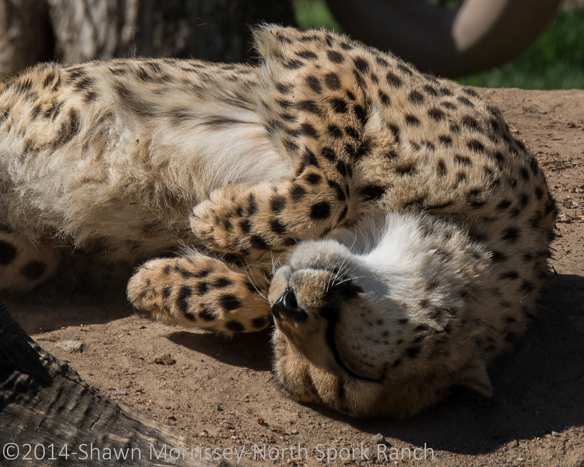 Female Cheetah, Denver Zoo, rolling in the warm Sun