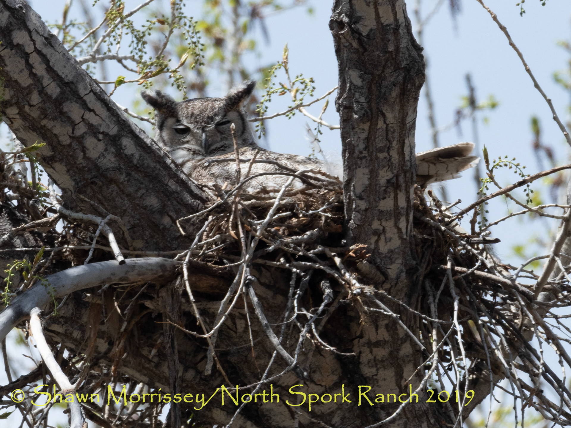 GHO female on nest