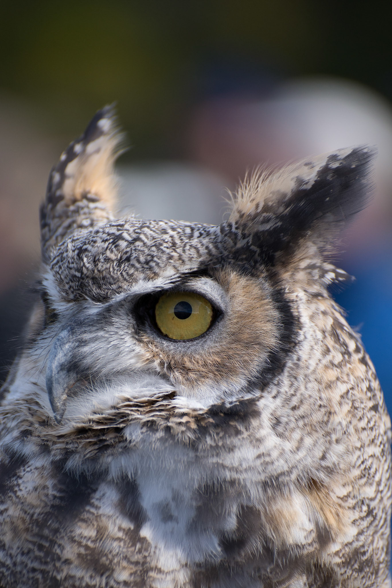 Great Horned Owl in hand, Bear Creek Lake Park