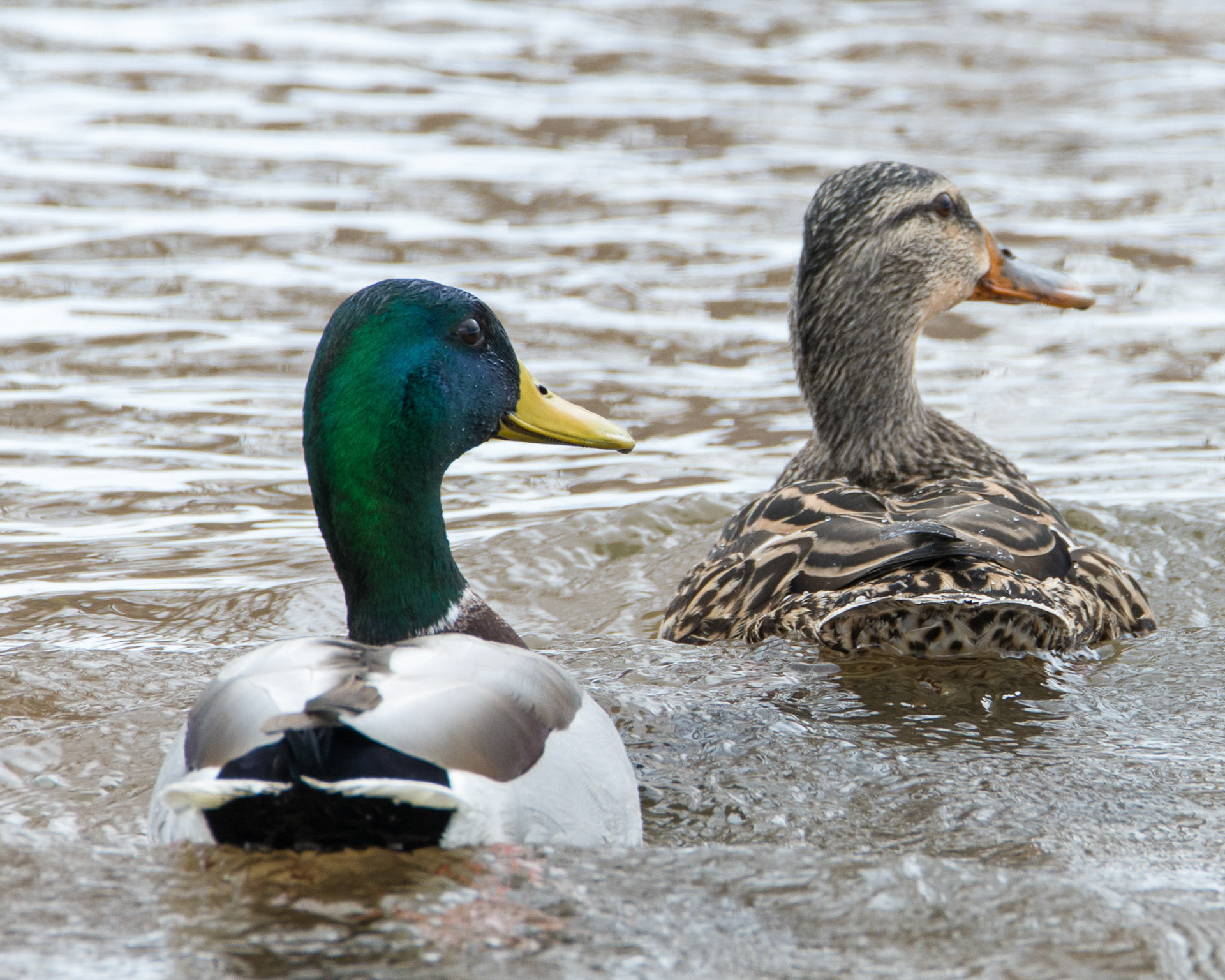 Mallards